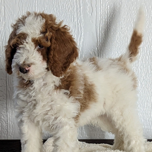 Goldendoodle Puppy Dalton