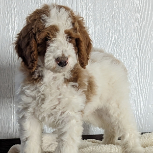 Goldendoodle Puppy Dalton