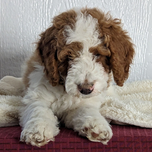Goldendoodle Puppy Dalton