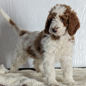 Goldendoodle Puppy Dalton