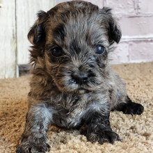 Shihpoo Puppy Anthony