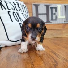 Beagle Puppy Rocky