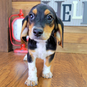 Beagle Puppy Rocky