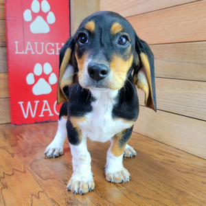 Beagle Puppy Rocky