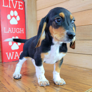 Beagle Puppy Rocky