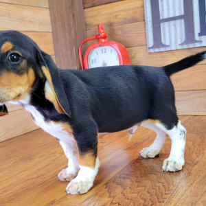 Beagle Puppy Rocky