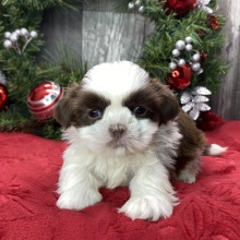 Shih Tzu Puppy Albert