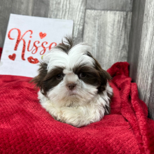 Shih Tzu Puppy Albert