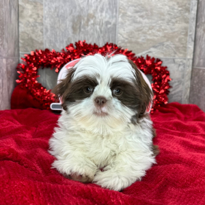 Shih Tzu Puppy Albert