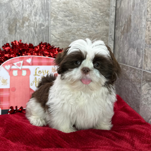 Shih Tzu Puppy Albert