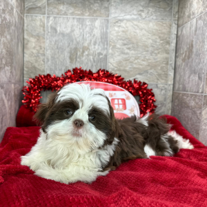 Shih Tzu Puppy Albert