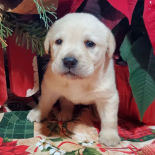 Labrador Retriever Puppy Holly