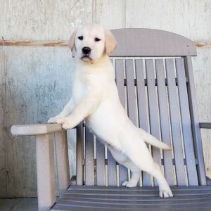 Labrador Retriever Puppy Holly