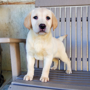 Labrador Retriever Puppy Holly