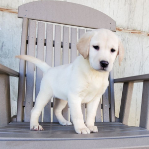 Labrador Retriever Puppy Holly