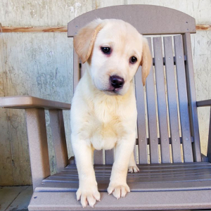 Labrador Retriever Puppy Holly