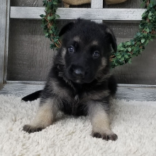 German Shepherd Dog Puppy Tank