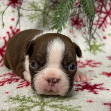 Boston Terrier Puppy Charles