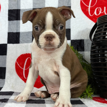Boston Terrier Puppy Charles