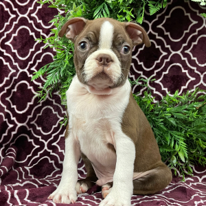 Boston Terrier Puppy Charles