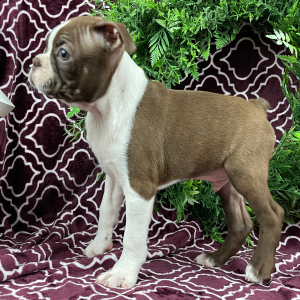 Boston Terrier Puppy Charles