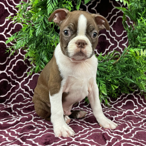 Boston Terrier Puppy Charles
