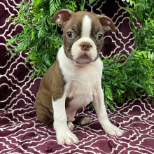 Boston Terrier Puppy Charles