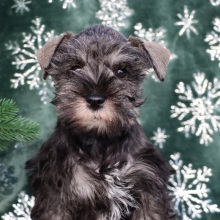 Miniature Schnauzer Puppy Joy