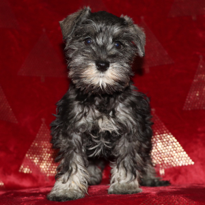 Miniature Schnauzer Puppy Joy