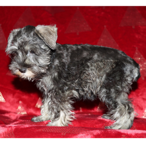 Miniature Schnauzer Puppy Joy