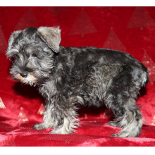 Miniature Schnauzer Puppy Joy