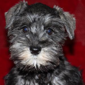 Miniature Schnauzer Puppy Joy