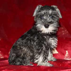 Miniature Schnauzer Puppy Joy