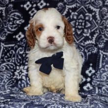 Cockapoo Puppy Hans