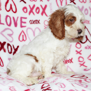 Cockapoo Puppy Hans