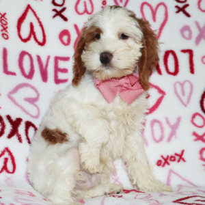 Cockapoo Puppy Hans