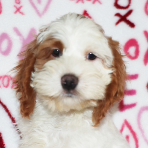 Cockapoo Puppy Hans