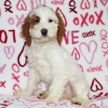 Cockapoo Puppy Hans