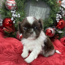 Shih Tzu Puppy Darius