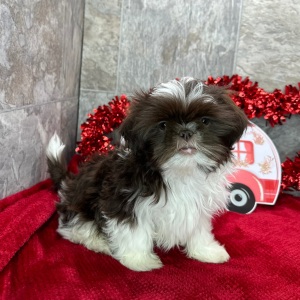 Shih Tzu Puppy Darius