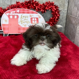 Shih Tzu Puppy Darius