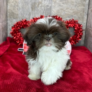 Shih Tzu Puppy Darius