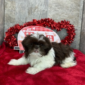 Shih Tzu Puppy Darius