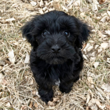Labradoodle Puppy Miles