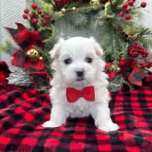 Maltese Puppy Asher