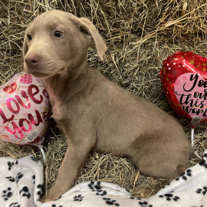 Labrador Retriever Puppy Stihl