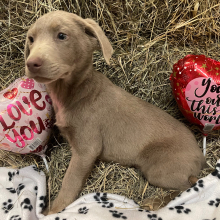 Labrador Retriever Puppy Stihl