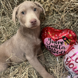 Labrador Retriever Puppy Stihl