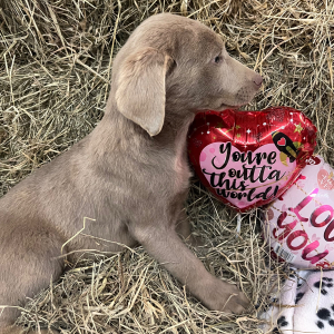 Labrador Retriever Puppy Stihl