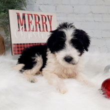 Portuguese Water Dog Puppy Lola
